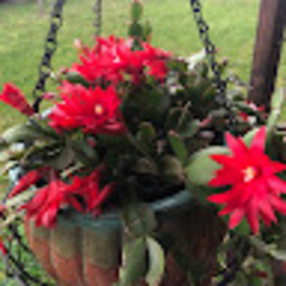 Meet your Posher, Lyn